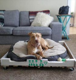 Dog Bed Out of Pallet