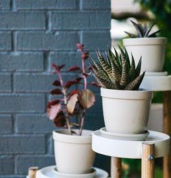 Tips for Decorating Your House with Plants
