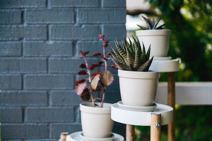 Tips for Decorating Your House with Plants