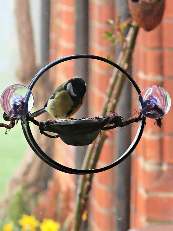 DIY Window Bird Feeder