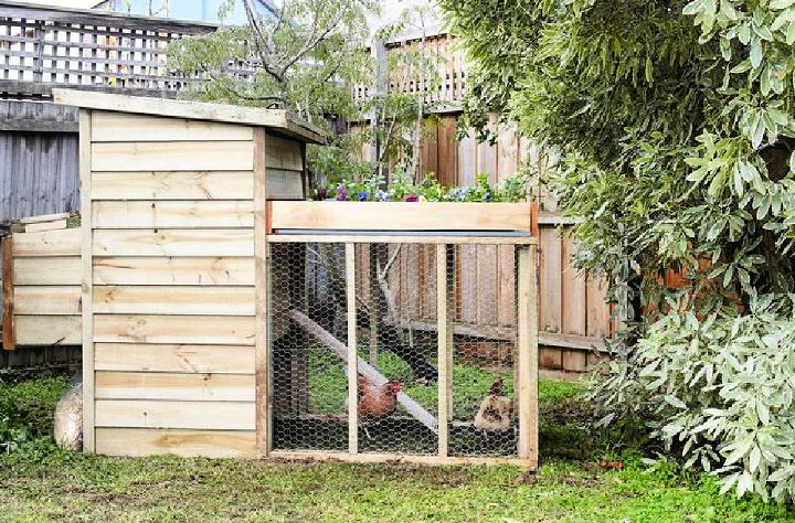Mini Garden Top Plywood Chicken Coop