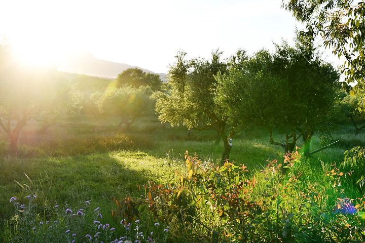 Tips And Tricks To Help You Build A Cheap But Beautiful Orchard